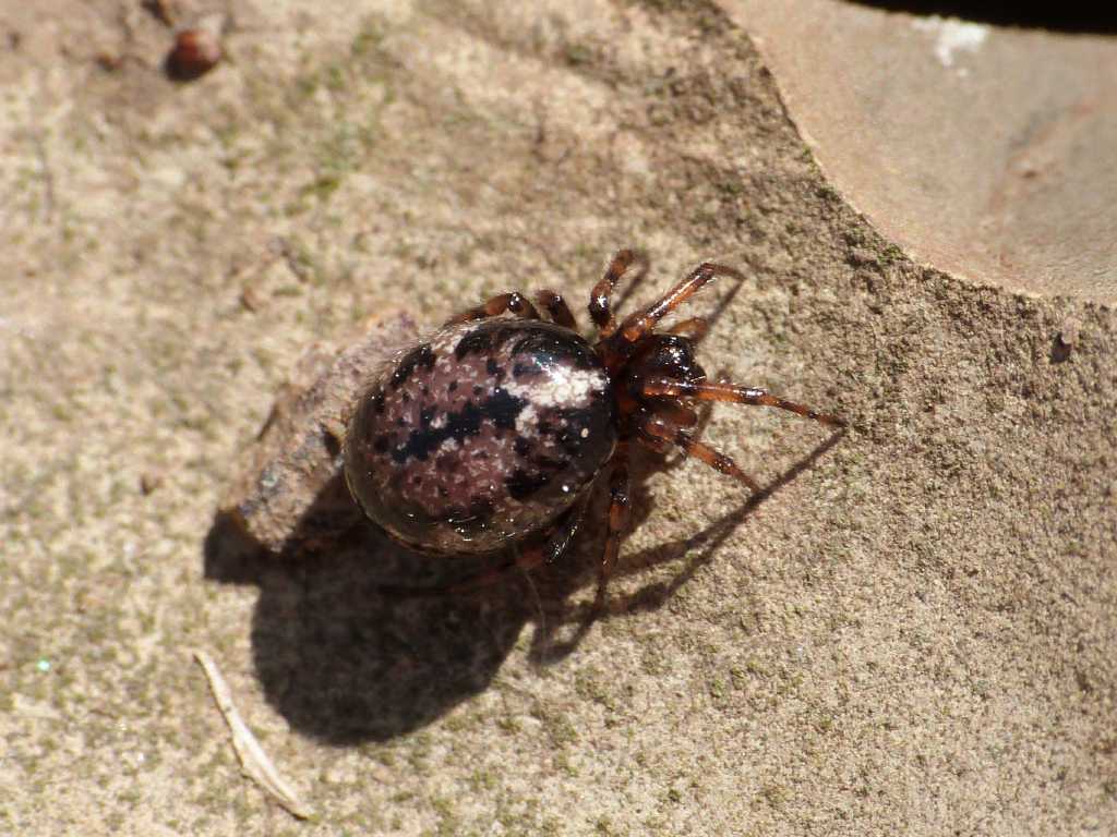 Coppia di Enoplognatha mandibularis con ospite